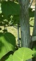 Klon pensylwański DUŻE SADZONKI wys. 300-350 cm, obwód pnia 10-12 cm (Acer pensylvanicum)